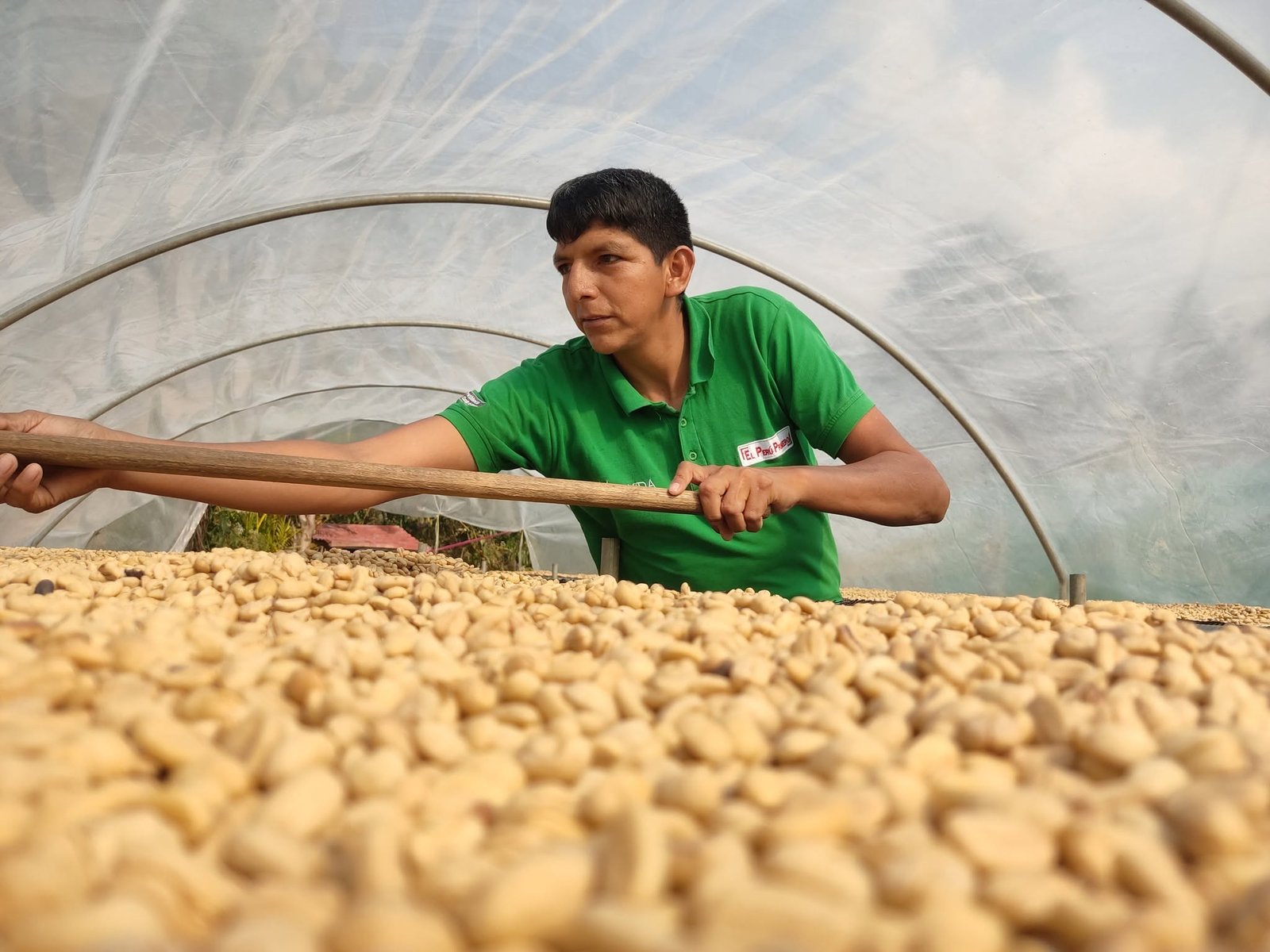 Granos de Café Tsonkiri