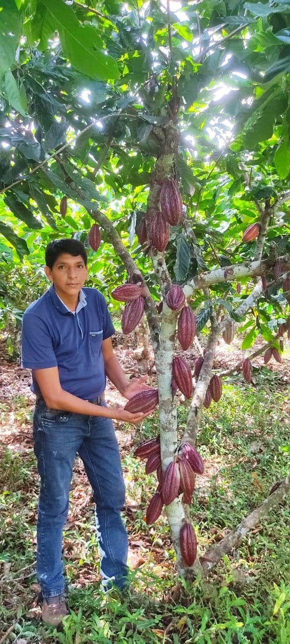 Cacao