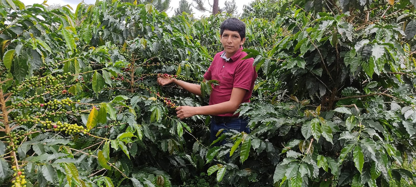 Cafetal en Llaylla